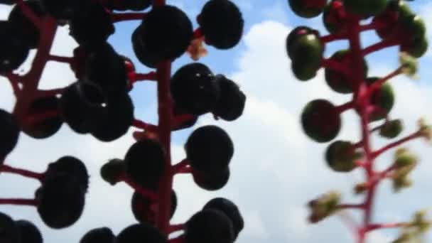 Ginsengfrucht — Stockvideo