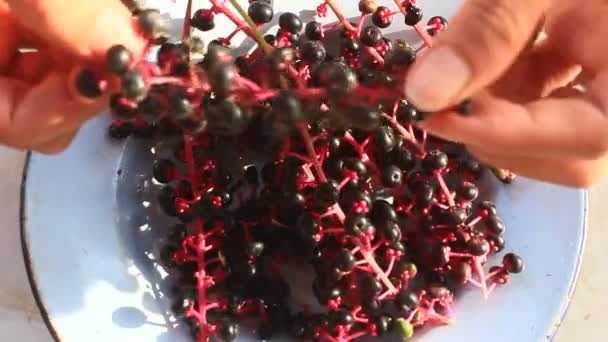 Ginseng fruit — Stock Video