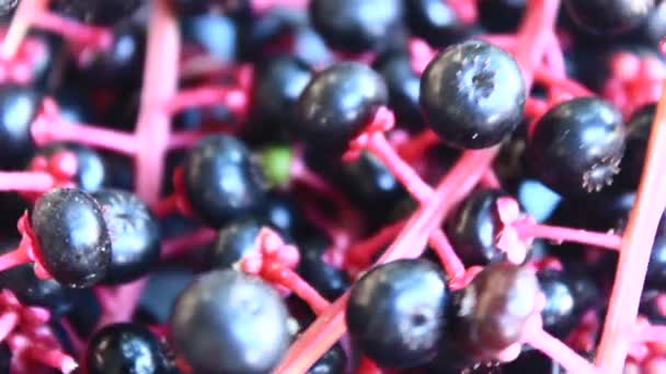 Ginseng di frutta — Video Stock