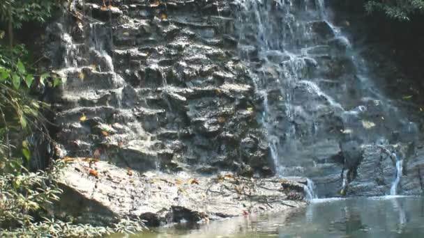 Chute d'eau douce pure dans la forêt — Video