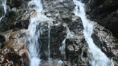 Ormanda saf temiz su şelalesi