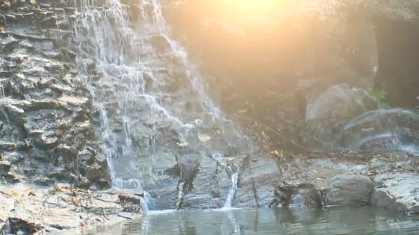 Pure fresh water waterfall in forest — Stock Video