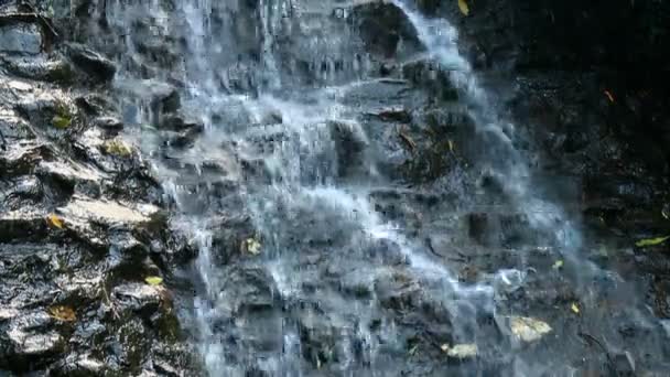 Pure fresh water waterfall in forest — Stock Video