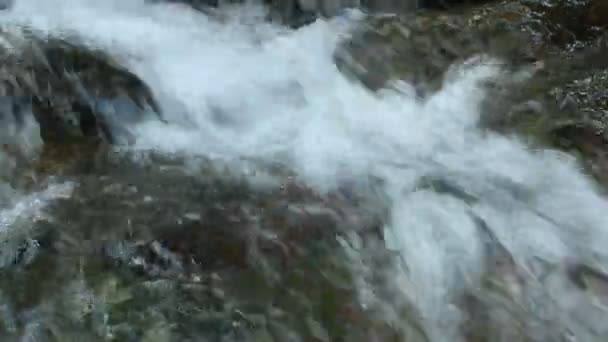 Cascada de agua dulce pura en el bosque — Vídeos de Stock