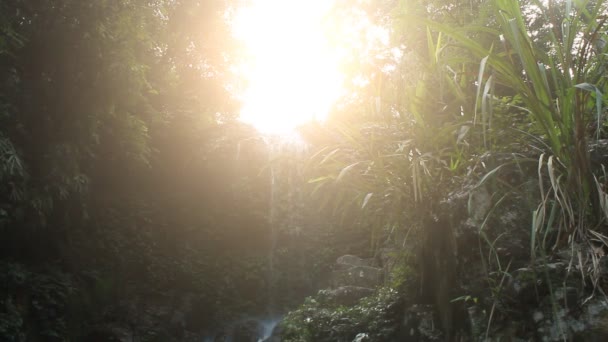 Cascada de agua dulce pura en el bosque — Vídeos de Stock