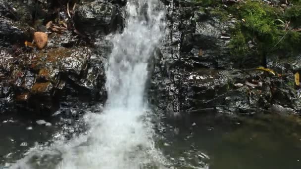 Pure fresh water waterfall in forest — Stock Video