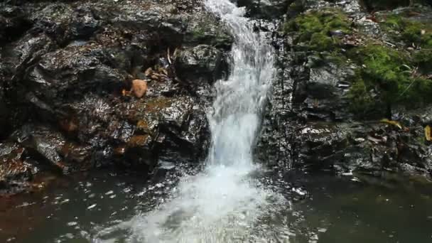 Pure fresh water waterfall in forest — Stock Video