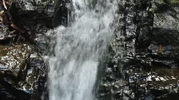 Pure fresh water waterfall in forest — Stock Video