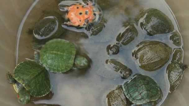 Turtle in a bowl — Stock Video