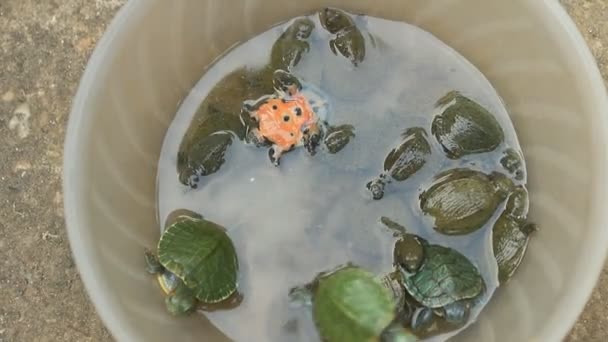 Tortue dans un bol — Video