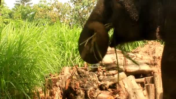 Éléphant dans le parc — Video