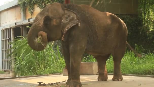 Éléphant dans le parc — Video