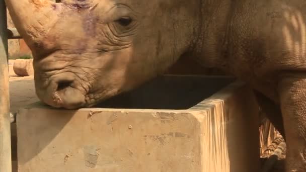 Rhinos en el parque — Vídeo de stock