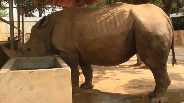 Носороги в парке — стоковое видео