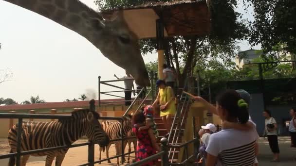 Giraffen in de natuur — Stockvideo