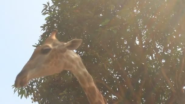 Giraffer i naturen — Stockvideo