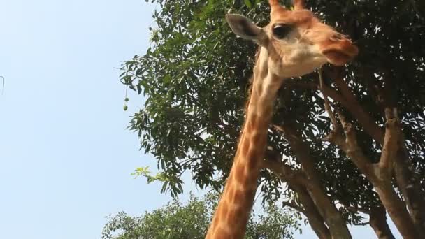 Giraffen in de natuur — Stockvideo