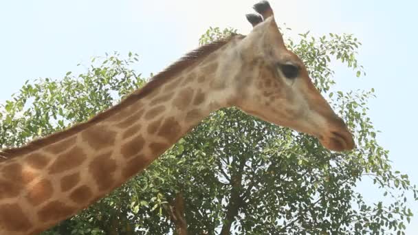 Zürafalar doğada — Stok video