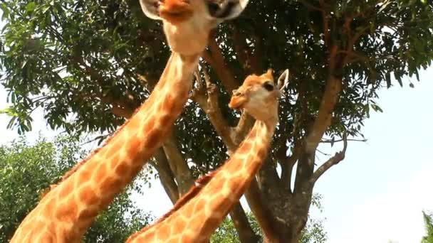 Жирафи в природі — стокове відео
