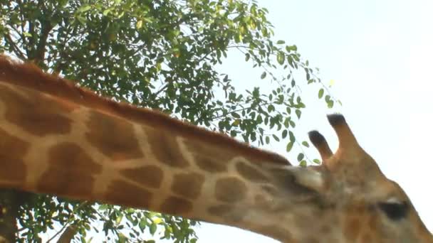 Giraffes in the nature — Stock Video