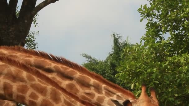 Jirafas en la naturaleza — Vídeo de stock