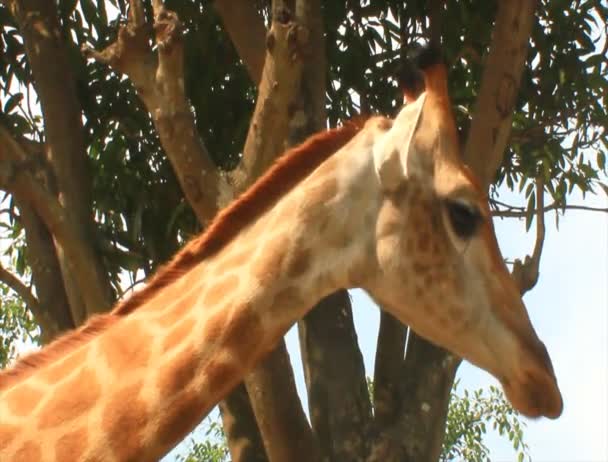 Giraffen in de natuur — Stockvideo