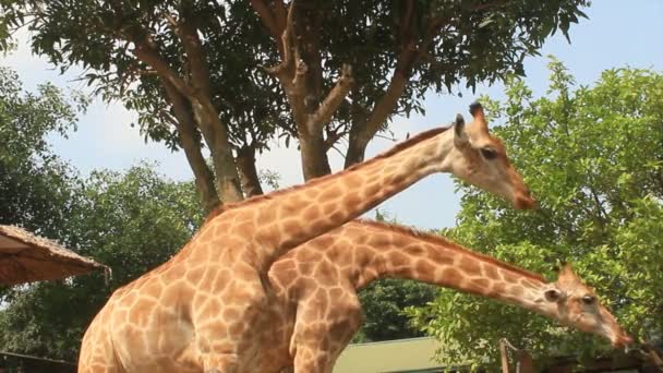 Giraffes in the nature — Stock Video