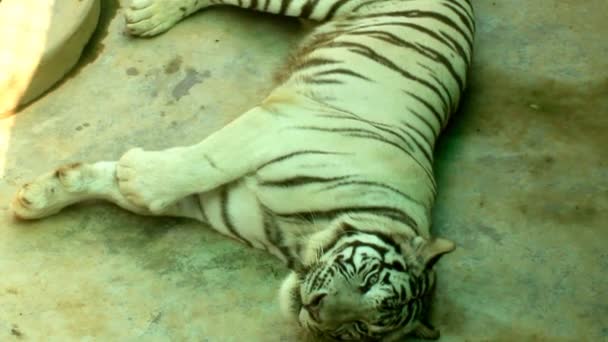 Weißer bengalischer Tiger — Stockvideo