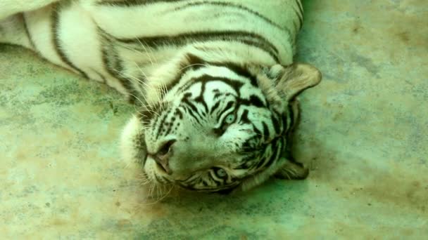 White bengal tiger — Stock Video