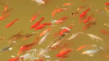 mercan resif üzerinde renkli balık