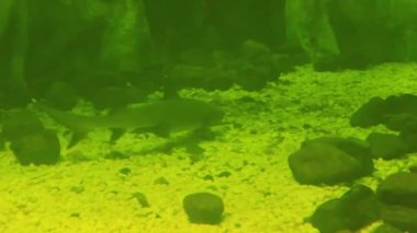 mercan resif üzerinde renkli balık