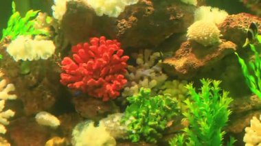 mercan resif üzerinde renkli balık