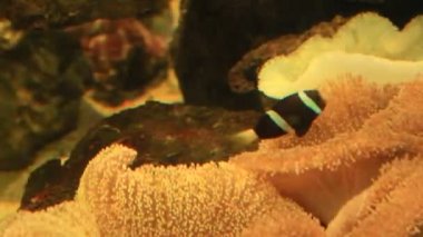 mercan resif üzerinde renkli balık