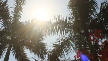 palmiye ağaçları Rüzgar