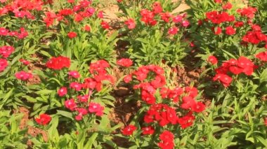 parkta çiçeklenme çiçekler