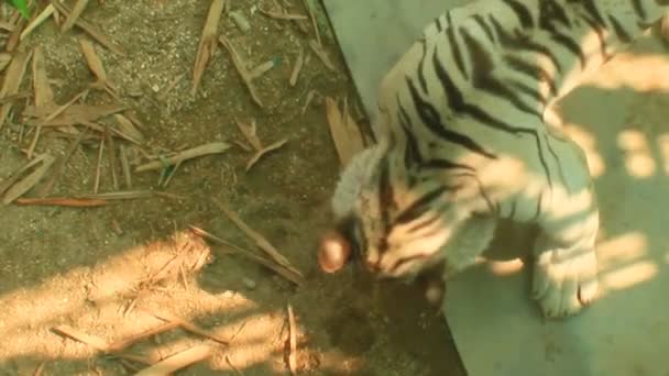 Белый бенгальский тигр — стоковое видео