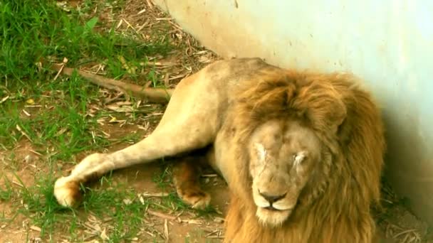 León en la naturaleza — Vídeos de Stock