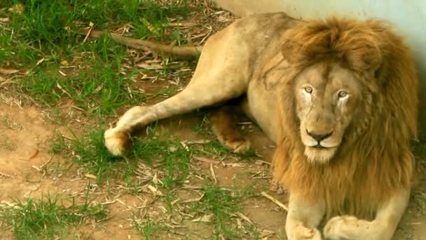 León en la naturaleza — Vídeos de Stock