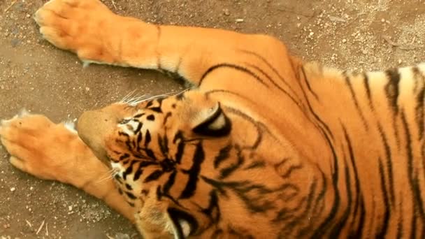 Tigre en el parque — Vídeo de stock