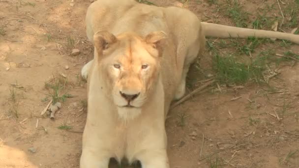 Löwe in der Natur — Stockvideo