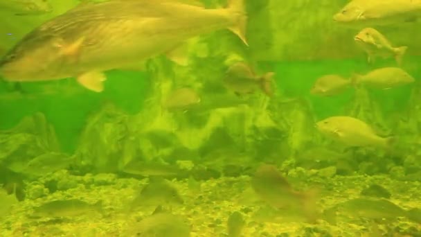 Kleurrijke vissen op koraal rif — Stockvideo