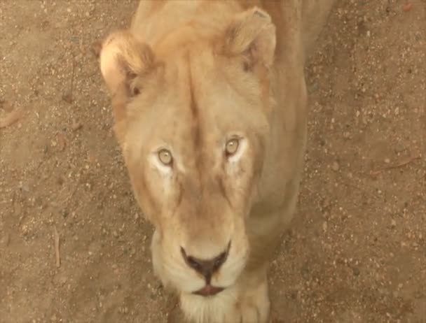 León en la naturaleza — Vídeo de stock