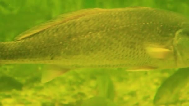 Peces de colores en los arrecifes de coral — Vídeo de stock