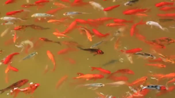 Peixes coloridos no recife de coral — Vídeo de Stock