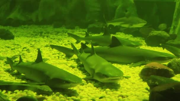 Peces de colores en los arrecifes de coral — Vídeo de stock