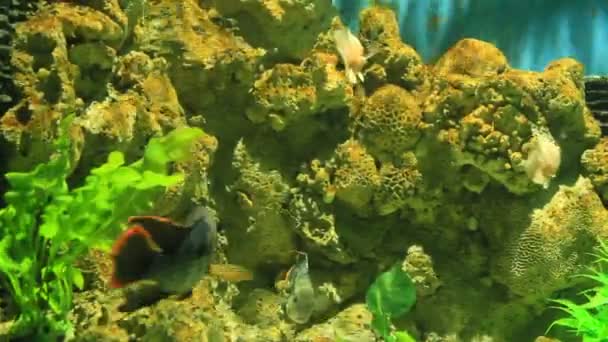 Colorful fish on coral reef — Stock Video