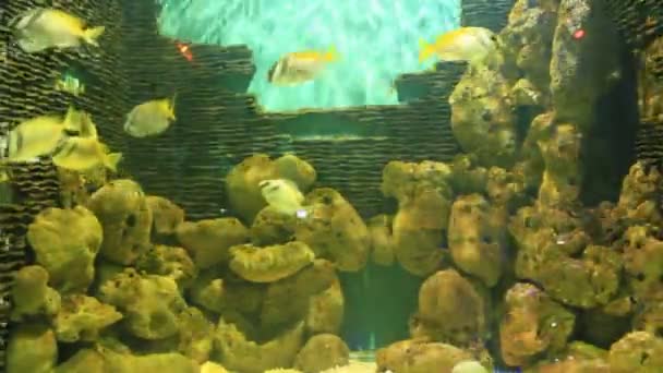 Bunte Fische am Korallenriff — Stockvideo