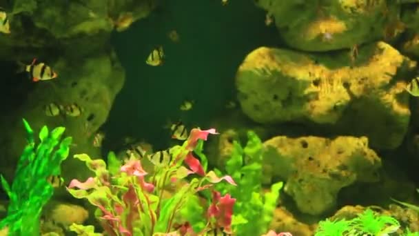 Красочные рыбы на коралловом рифе — стоковое видео