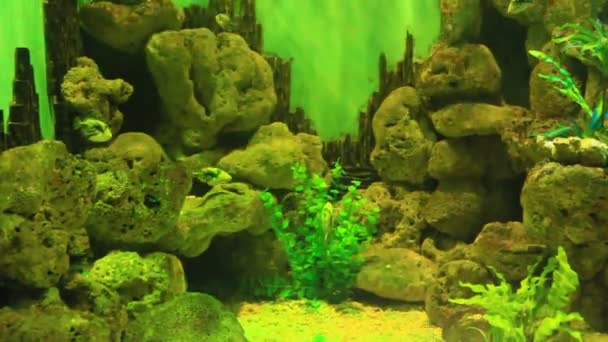 Bunte Fische am Korallenriff — Stockvideo