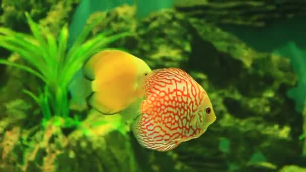 Peces de colores en los arrecifes de coral — Vídeos de Stock